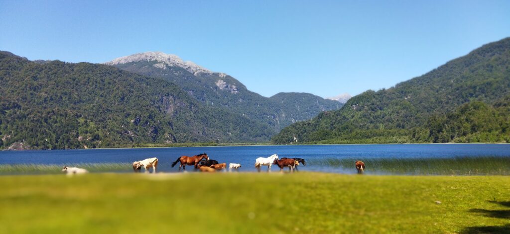 Laguna Cayutue